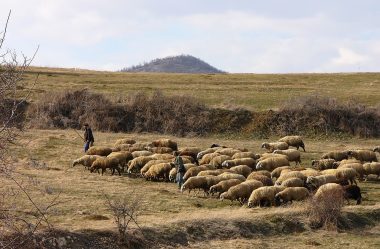 ovelhas indefesas